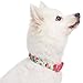 Blueberry Pet Dog Collar - Turquoise Floral Rose Print, Adjustable Small Dog Collar for Neck 12-16