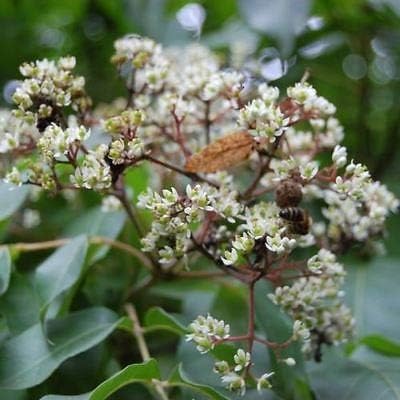 Bee bee Tree Seeds Tetradium daniellii 30 Seeds