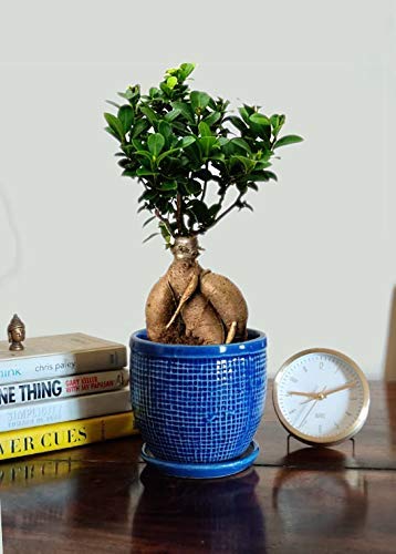 Abana Homes Bonsai Live Plants for Home/Office Decor with Ceramic Pot - 4 Years Old with Imported Pot and Tray