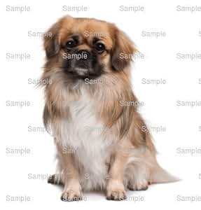 1/8 Sheet - Tibetan Spaniel Dog Birthday - Edible Cake