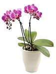 Color Orchids 1201D2Pi Live Double Stem Phalaenopsis Orchid, 15-20", Pink
