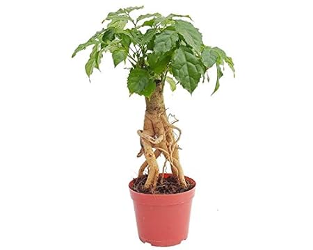 GreenHomeCare Live Radermachera Sinica Typical Indoor Bonsai China Doll aka Serpent or Emerald Tree with pot