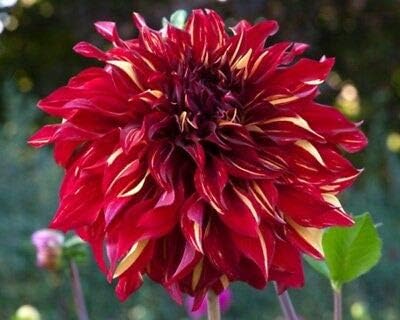 1 DINNERPLATE Dahlia Bohemian Spartacus Tuber Bulb Clump Blooms Summer - Fall
