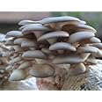 Root Mushroom Farm- Mushroom Liquid Cultures/Florida Oyster(Pleurotus Florida)