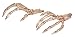 Crazy Bonez Skeleton Hands, Bone, One Size