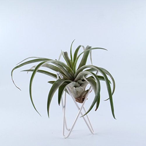 Pack of 2 Tabletop Standing Air Plant Holder Air Plant Stand Air Plant Container Xerographica Air Plant Holder Air Plant Support Tillandsia Air Plant Stand (White)