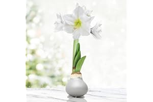 HOLLAND BULB FARMS Silver Base Waxed Amaryllis White Intokazi Flower Bulb with Stand, No Water Needed