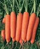 David's Garden Seeds Carrot Scarlet Nantes EB116E (Orange) 1000 Heirloom Seeds