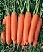 David's Garden Seeds Carrot Scarlet Nantes EB116E (Orange) 1500 Heirloom Seeds