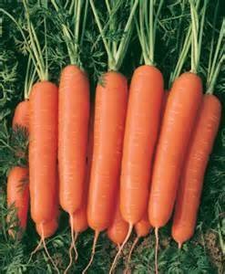 David's Garden Seeds Carrot Scarlet Nantes EB116E (Orange) 1000 Heirloom Seeds David's Garden Seeds Carrot Scarlet Nantes EB116E (Orange) 1000 Heirloom Seeds