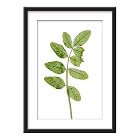 Framed Wall Art - Green Plant Leaves - Giclee Printed Art in Black Picture Frames White Matting - 23x31 inches