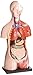 American Educational 45cm Mini Torso Model