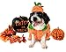 Legendog Dog Halloween Shirt, Pet Clothes, Cute Cat Dog Halloween Pumpkin Costumes, Dog Apparel, Halloween Costumes for Dogs, Creative Halloween Pumpkin Shirts for Dogs