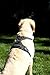 Dog Harness No Pull No Choke Adjustable Vest, Car Safety, Easy Control for Walking Hiking, 3M Reflective Oxford Material, Durable, Breathable - Small,Medium, Large & Extra Large Dog & Puppy L-Black