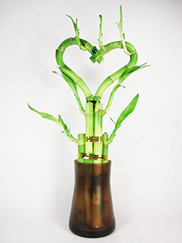 Set of 2 Live Heart Shape 6 Style Lucky Bamboo Plant with Tall Glass Vase