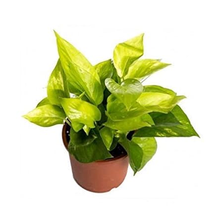 Green Steps Money Plant Golden Pothos Indoor Plant