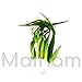 Jungle Vallisneria Spiralis Rooted Easy Background Live Aquarium Plants Decorations 3 Days Live Guaranteed by Mainam
