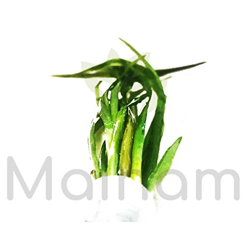 Mainam Jungle Vallisneria Spiralis Rooted Easy Background Live Aquarium Plants Decorations 3 DAYS LIVE GUARANTEED By