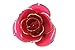 DuraRose Everlasting Long Stem Dark Pink Rose Dipped in 24k Gold with Stand & Card Romantic 'I Love You' Special Occasion Gift for Valentine's Day, Anniversary, Birthday or Mother's Day (Dark Pink)