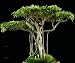 Weeping Chinese Banyan Tree 20 Seeds - Ficus benjamina - Bonsai or House Plant