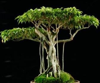 Weeping Chinese Banyan Tree 20 Seeds - Ficus benjamina - Bonsai or House Plant Weeping Chinese Banyan Tree 20 Seeds - Ficus benjamina - Bonsai or House Plant