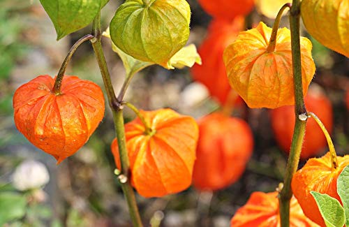 Home Comforts Peel-n-Stick Poster of Bubble Cherries Physalis Jews Cherries Vivid Imagery Poster 24 x 16 Adhesive Sticker Poster Print