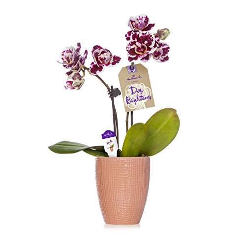 Hallmark Flowers Petite Purple Speckled Orchid in 2.5-Inch Pink Ceramic Container - Thumbnail 4