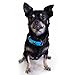 ZenDoggo Anti Bark Collar - NO Shock, Safe - Small to Large Dogs & Puppies - Vibration & Sonic Sound - Humane Electronic Training Device to Stop Barking - 7 Automatic Sensitive Adjustable Levels