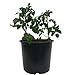 Viagrow 3 Gal. Plastic Nursery Pots (11.36 Liters) 10-Pack