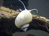 1 Ivory White Mystery Snail (Pomacea bridgesii - 1/2 to 2+ inches) - Algae Eating Live Snail by Aquatic Arts