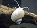 Aquatic Arts 1 Ivory White Mystery Snail (Pomacea bridgesii - 1/2 to 2+ inches) - Algae Eating Live Snail