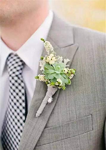 4 Succulent+Varieties+Beginners+Succulents+Terrariums