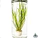 Jungle Val | Tall Vallisneria Spiralis 3-Bunch Freshwater Live Aquarium Plants Background Fish Tank Greenpro