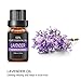 LATITOP Lavender Essential Oil, 100% Pure & Natural Aromatherapy Essential Oils for Diffuser, Humidifier, Massage, Aromatherapy (10ml)