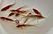 Toledo Goldfish Live Shubunkins and Sarasa Goldfish Combo for Aquariums, Tanks, or Garden Ponds – Live Goldfish – Live Arrival Guarantee (3-4″, 6 Fish, 3 of Each)thumb 2