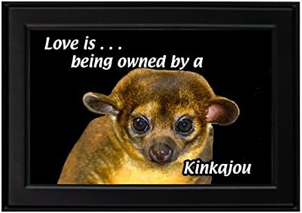 Kinkajou - Funny Framed Photo - Love is ... being owned by a Kinkajou