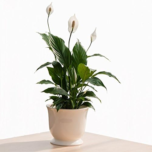 OJOREY Spathiphyllum Patite Peace Lily Indoor Live Plant
