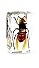 QTMY Biology Science World Collection of Real Insect Specimen Paperweight (Vespa)