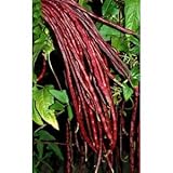 *Seeds and Things Red Noodle Yard Long Beans 25+ Seeds