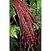 *Seeds and Things Red Noodle Yard Long Beans 25+ Seeds