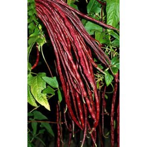 *Seeds and Things Red Noodle Yard Long Beans 25+ Seeds *Seeds and Things Red Noodle Yard Long Beans 25+ Seeds