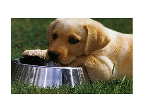 GPET-Dog-Bowl-with-Rubber-Base-Stainless-Steel-16-Ounce-Set-of-2