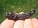 Brass Phallic Phallus Lion Scorpion Amulet Talisman Paladkik Good Luck Charm Pendant Thailand Buddhist A14