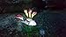 Solar Calla Lily, Solar Lights, Decorative Garden Lights