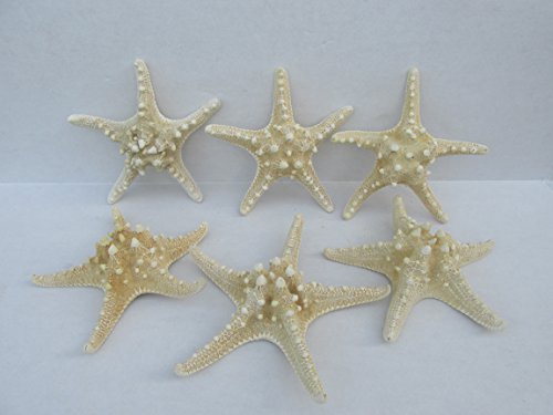 Atlantic Coral Enterprise 6 pc 8" to 10" Large White knobby starfish for sale crafts or white armored starfish or white thorny starfish