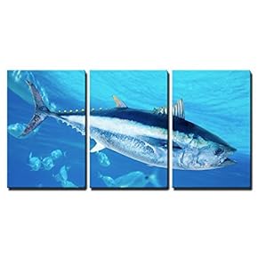 Bluefin Tuna Thunnus Thynnus Saltwater Fish in Mediterranean x3 Panels
