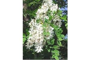 100 Black Locust Tree Seeds White : Seeds in The Packet