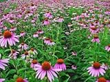 The Dirty Gardener Purple Coneflower Flowers - 1,000 Seeds