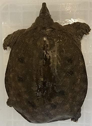 Amazon 天然 活き スッポン 3 5kg前後 生体 鍋などに 天然スッポン 食品 飲料 お酒 通販