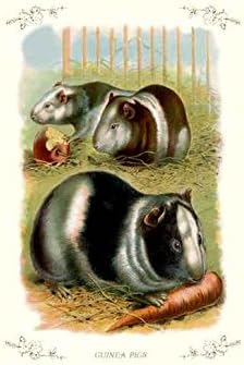 can guinea pigs eat paper